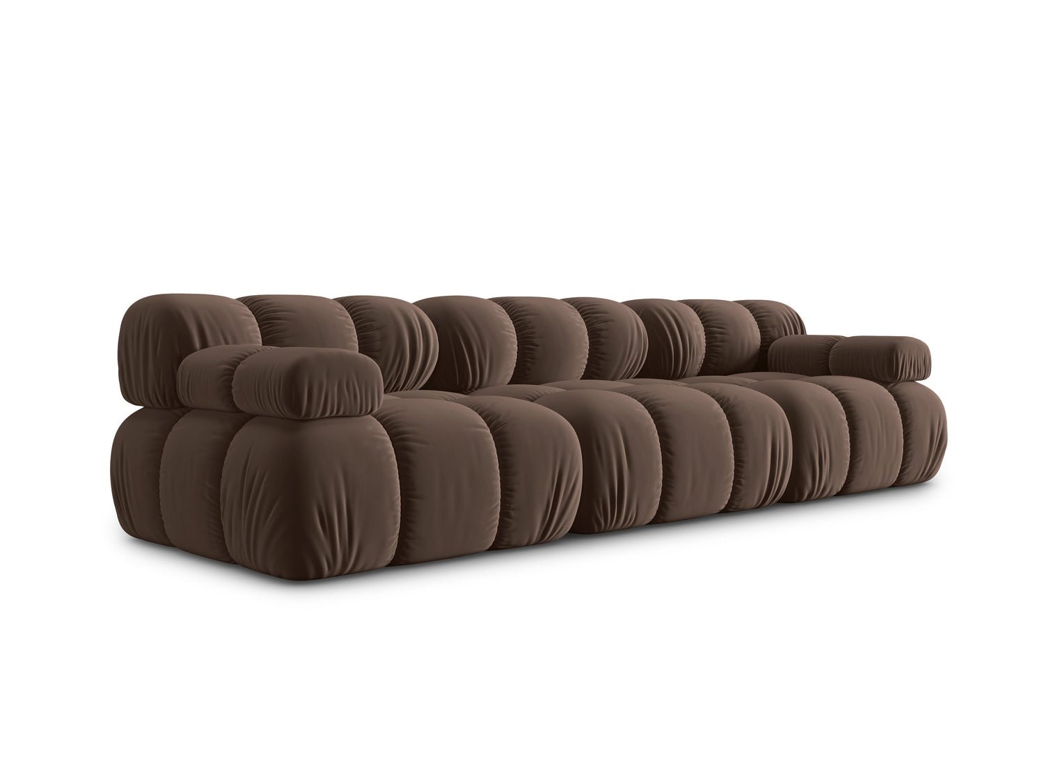 Trosed Bellis - rjava