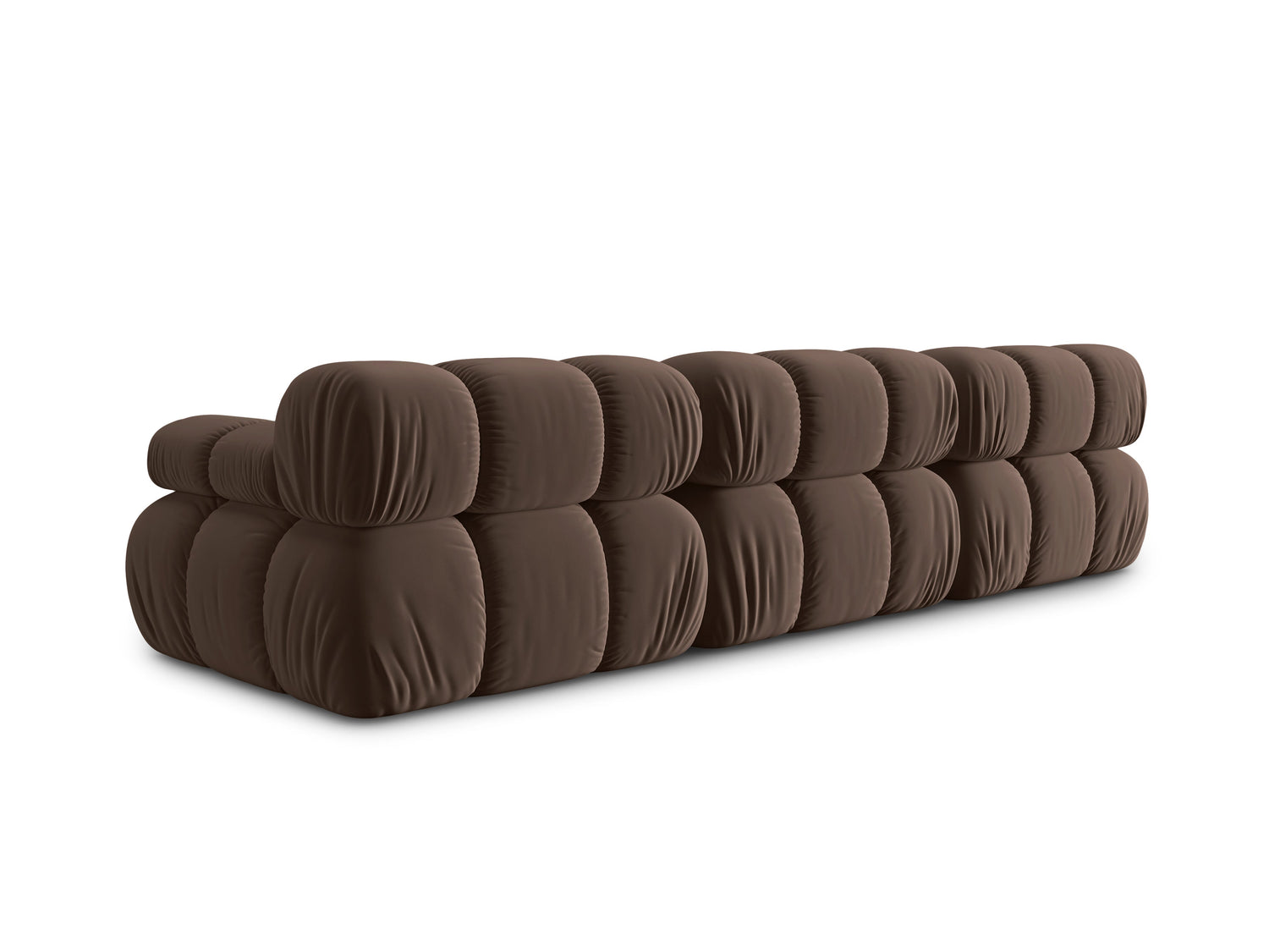 Trosed Bellis - rjava